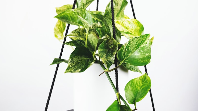 欧洲冠军联赛决赛直播 - 皇家马德里对阵曼城