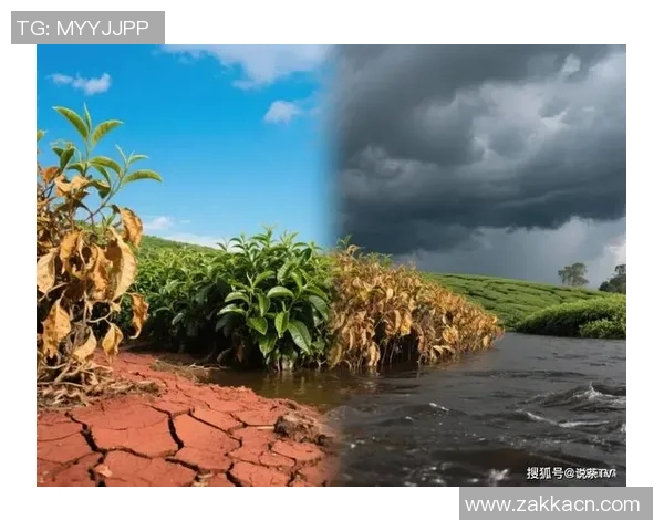 最新数据显示全球气候变化加剧 极端天气频发影响经济发展与民生福祉